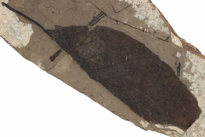 Fossil Leaf (Fagopsis) Plate #237754